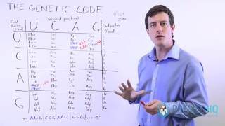 DNA and Genetic Mutations  3 Types of Point Mutations and Frame Shift Mutations [upl. by Pudendas]