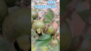 SERA GUAYABA guayabitos guayaba [upl. by Bret]