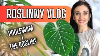 Moja roślinna rutyna 🌱Roślinny VLOG 🌱 Gosia i Miłosz Vlog [upl. by Cesya872]