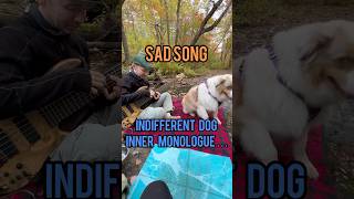 Sad song indifferent dog bassist basstheworld bassplayeruniverse bassplayersunited baixos [upl. by Leamiba]