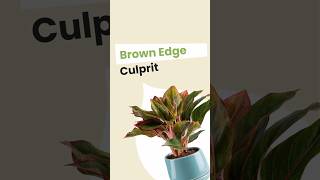 Why does my plant have brown edges [upl. by Odelle]