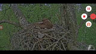 5062021 MILVUS MIGRANS BLACK KITE LIVE NEST CAM [upl. by Pembrook43]