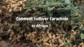 Comment cultiver larachide en Afrique [upl. by Armillda]