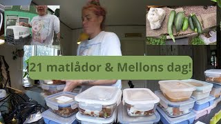 En Fullspäckad Dag Trädgård Kattunge amp 21 Matlådor med Mellon 🌱🐾🍱 [upl. by Pouncey]