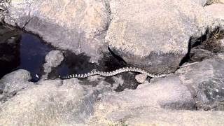 Western Rattlesnake  Hetch Hetchy Yosemite National Park [upl. by Aneehsirk433]