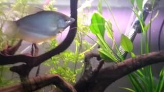 Trichogaster microlepis Breeding Moonlight gourami Нерест Лунных гурами [upl. by Anilat329]