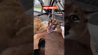 Angry Pumba 😾pumba cat floppa animals [upl. by Ennahgiel436]