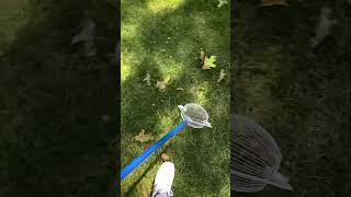 Picking up acorns fast and saving my back fall lawncare [upl. by Sivart]