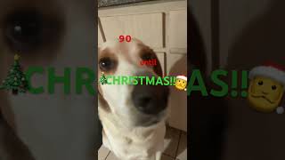 Festive woofing cute funny puppy dog [upl. by Chui]