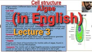 Algae Lecture 3  Cell Structure [upl. by Yllatan382]