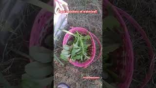 Juicy waterleaf harvest harvesting waterleaf tasteofhome vegetables vegetablegarden gardening [upl. by Letnuhs]