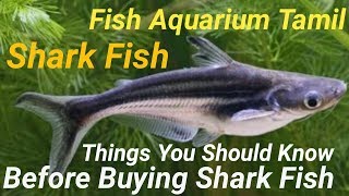 சார்க் மீன்  shark fish  வாங்கும் முன் இதை தெரிஞ்சிகோங்க before buying shark  Fish Aquarium Tamil [upl. by Posehn514]