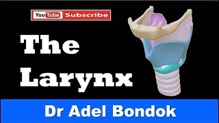 Anatomy of the Larynx Cartilages Membranes Cavity Muscles Nerve amp Blood Supply Dr Adel Bondok [upl. by Moreta]