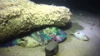 Night Diving at Waikiki pond Fish sleeping video made with GoPro and LED diving lights [upl. by Awram]