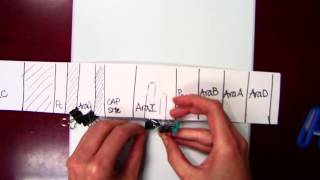 Arabinose operon [upl. by Ailgna]