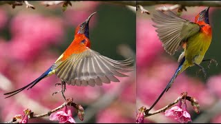 Mrs Glouds Sunbird 蓝喉太阳鸟 [upl. by Molli]