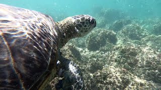 Chinamans Hat island snorkeling [upl. by Platt]