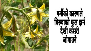 गर्मीको कारणले बिरुवाको फुल झर्न देखि कसरी जोगाउने How to prevent plants from wilting due to heat [upl. by Inverson]