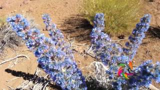 Tajinaste azul Echium auberianum y Teide [upl. by Namso]