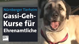 Große TierheimHunde GassiGehKurse für Ehrenamtliche  BR24 [upl. by Enegue755]