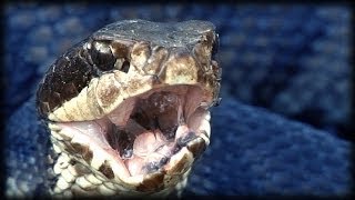 Cottonmouth vs Rattlesnake 01  Animal Fight [upl. by Keven449]