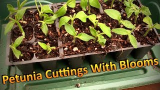 Propagating Petunia Cuttings in August and Overwintering Them Part 1 Rooting Cuttings with Blooms [upl. by Armalda]