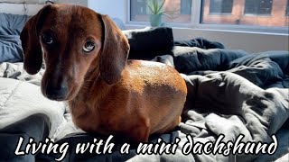 You know you live with a mini dachshund when Part II [upl. by Dailey382]