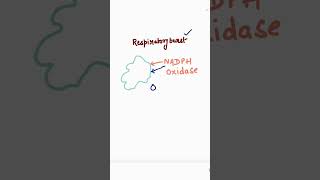 Respiratory burst  Neutrophils  Phagocytes  H2O2  NADPH oxidase  biology neet [upl. by Noonan]