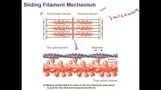 Sliding Filament Mechanism [upl. by Alegnasor334]