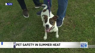 How to identify heat exhaustion in pets [upl. by Peednus]