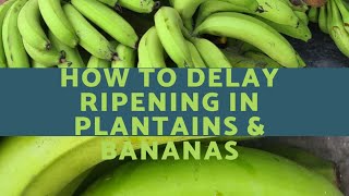 How to delay ripening in Bananas and Plantains  Storing Plantains and Bananas before use🍌🍌 [upl. by Bowes]