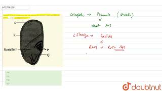 Coleoptile and coleorhiza are the protective sheats covering labelled partandrespectiv [upl. by Armillda209]