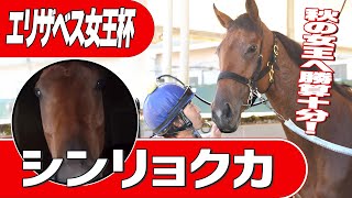 【エリザベス女王杯２０２４】シンリョクカ秋の女王へ勝算十分！《東スポ競馬》 [upl. by Geaghan15]