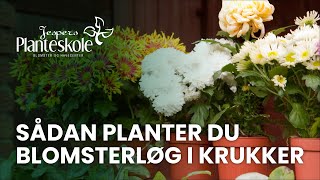 Sådan planter du blomsterløg i krukker [upl. by Auhsot399]