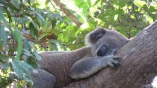 Koalas and Chlamydia [upl. by Neela315]