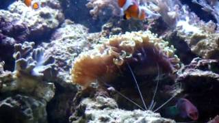 Pauls Red Sea Max 130d 1st Update [upl. by Rodman]