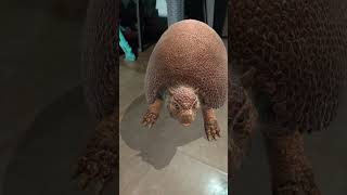 The glyptodon🦔 not my voice and not my name [upl. by Neisa]