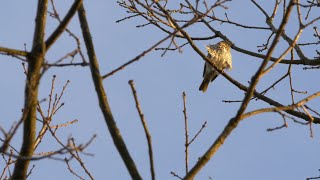 song thrush sound 2016 in UHD  4K by ani male [upl. by Furgeson767]