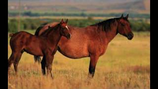 montana ranchlife [upl. by Zubkoff]