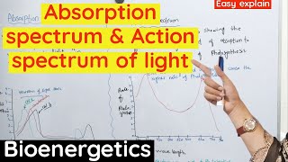 Absorption spectrum And Action spectrum of Light in photosynthesis class 11 [upl. by Aphra]