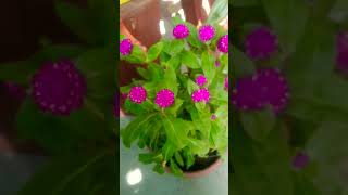 Gomphrena flower 💜 trending terracegardens viralvideo floweringplant nature beutifuloldsongs [upl. by Bouldon]