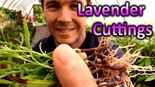 How to Grow Lavender Plants from Cuttings  Propagating Softwood Lavender Cuttings in Sand [upl. by Linn]