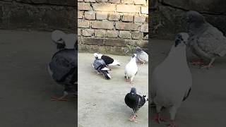 Kobitar pigeonviralvideo amazingpigeon kobitar [upl. by Akimak]