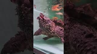 tortue alligator Macrochelys [upl. by Tohcnarf]