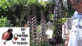 chaine tv de Jardinage acanthe mollis Comment faire un Semis Plante vivace [upl. by Celinda]