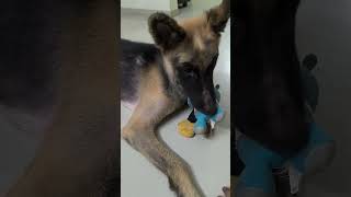 Dobbie  youtubeshorts shorts cute dog trending funny comedy [upl. by Dranyam201]