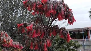 Floracion de la kalanchoe daigremontiana [upl. by Liederman]