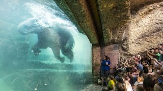 Los 5 mejores zoológicos del mundo [upl. by Ula592]