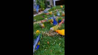 How to feed Birds  Parrots feed  birds perrot feeding pets birdslover fyp foryou feed [upl. by Hillhouse656]