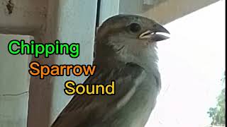 Sparrow sound mwachi10thN [upl. by Aloel73]